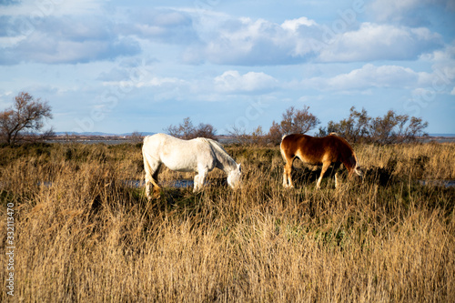 Chevaux sauvages paissant sur l'herbe dans les marais de Camargue (PACA, France) © Ldgfr Photos