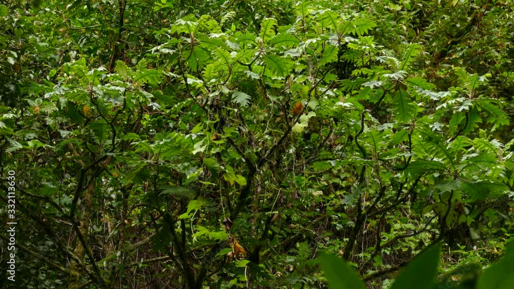 Deep lush jungle of Costa Rica with endemic bird collared redstart Deep lush jungle of Costa Rica with endemic bird collared redstart