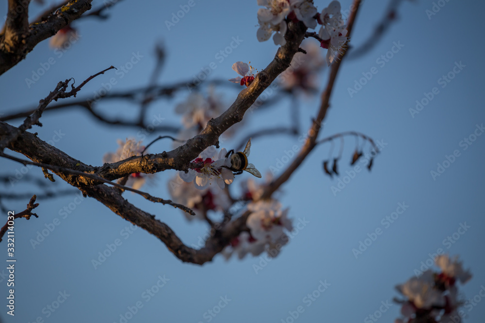 Early spring apricot flower blossom and a hard working bumblebee pollinating it. Early spring apricot flower blossom and a hard working bumblebee pollinating it.