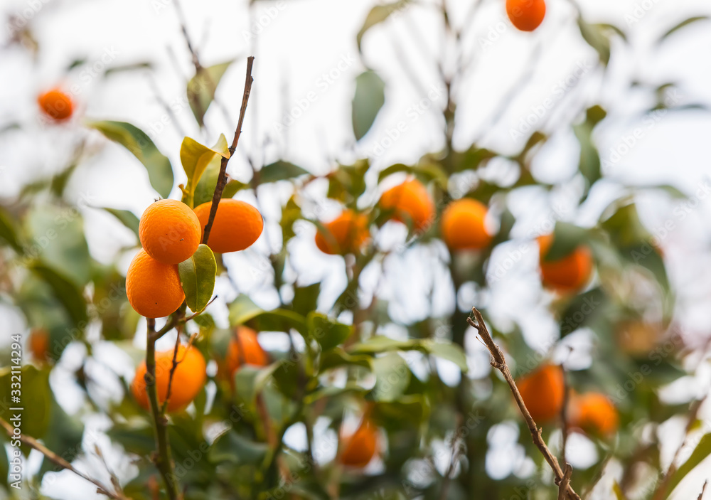 Kumquat fruit tree in home garden