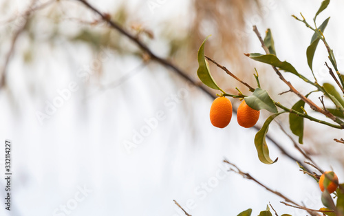 Kumquat fruit tree in home ...