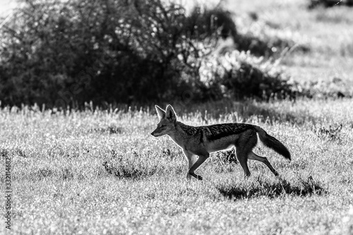 beautiful jackal foreging for food black and white © Arieleon.photogrophy