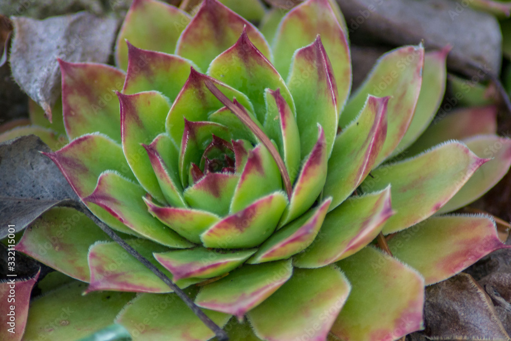 Sempervivum - Houseleek succulent or Stone rose in the garden, natural background, plant outdoors Sempervivum - Houseleek succulent or Stone rose in the garden, natural background, plant outdoors