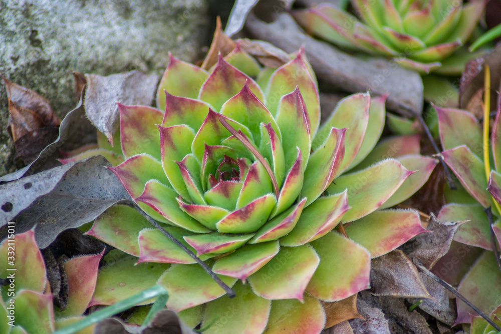 Sempervivum - Houseleek succulent or Stone rose in the garden, natural background, plant outdoors Sempervivum - Houseleek succulent or Stone rose in the garden, natural background, plant outdoors