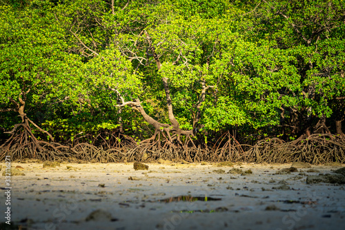 Group of mangrove tree with beautiful root on the coastline beach in morning during sea level tide-low. Environment and earth ecology system photo.
