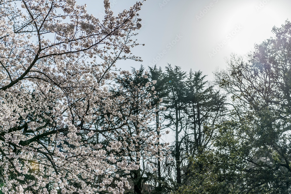 Obraz premium 東京都新宿区の公園に咲く満開の桜