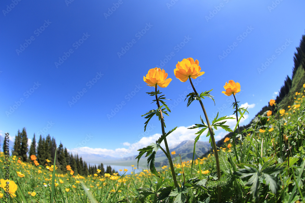 Beautiful landscape with yellow flowers on high altitude grassland