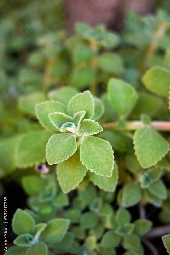 Obraz premium Plectranthus amboinicus