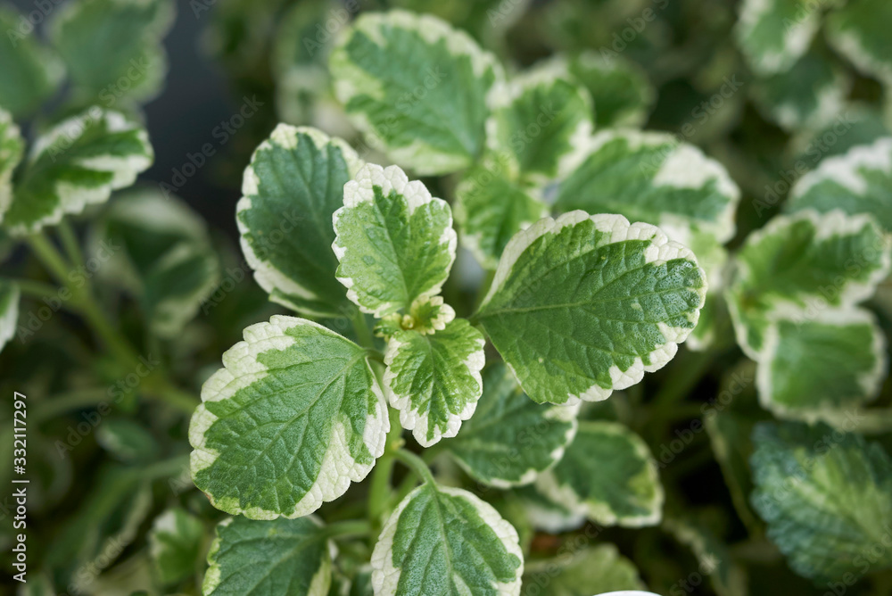 Plectranthus coleoides Plectranthus coleoides