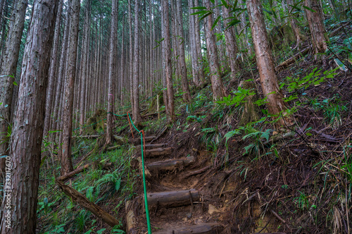 Hiking path in coniferous forest. Pine trees trunks and hiking path with steps