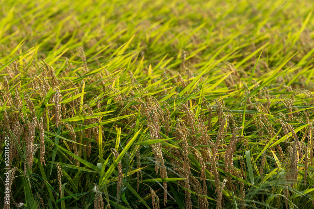 Rice plant with ripe grains and leaves. Rice paddy Rice plant with ripe grains and leaves. Rice paddy
