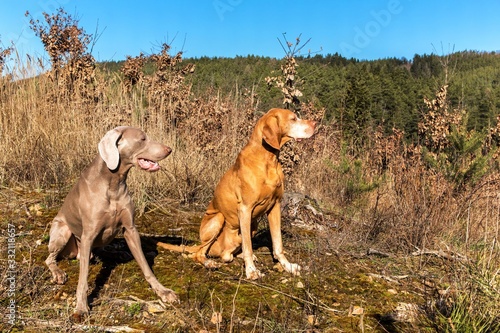 Weimaraner and Hungarian Pointer (Vizsla) in the forest. Training of hunting dogs. Spring walk in nature. Morning sun.
