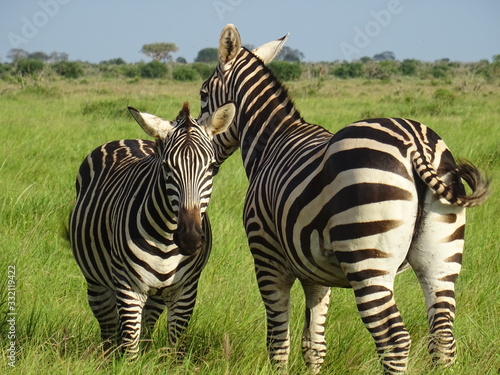 zebra in africa