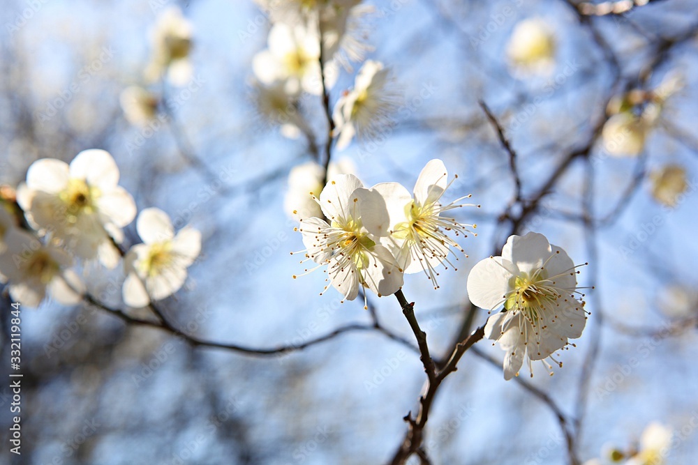Obraz premium 수봉공원에서찍은매화꽃입니다