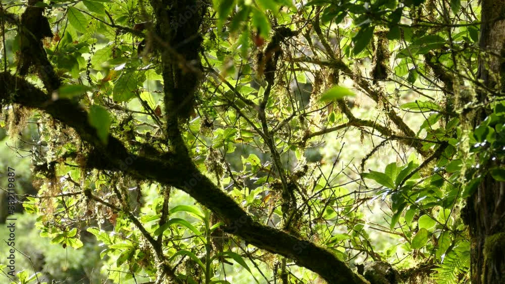 Partially hidden endemic flame throated warbler bird in a tree Partially hidden endemic flame throated warbler bird in a tree