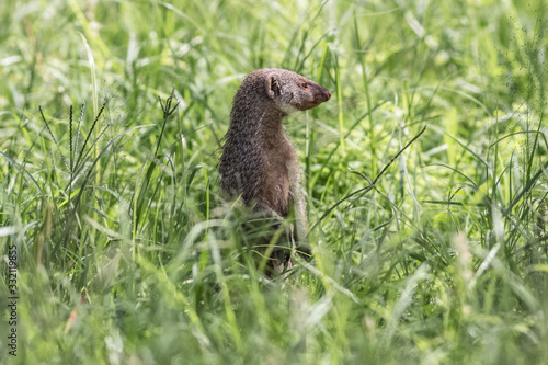 mongoose standing in the grass