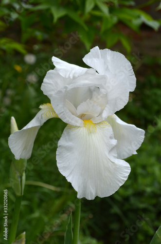 Close up of one white iris flower on green, in a sunny spring garden, beautiful outdoor floral background photographed with soft focus