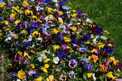 Many mixed vivid yellow, orange, white, blue and pink pansies in full bloom in a sunny spring garden, beautiful multi colored outdoor floral background