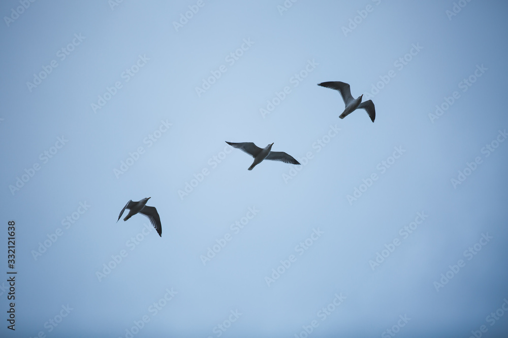 Fototapeta premium Three Seagull Birds Flying - with blue sky background