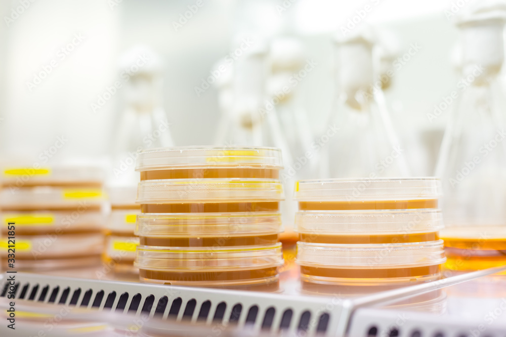 Scientist growing bacteria on LB agar medium in petri dishes and