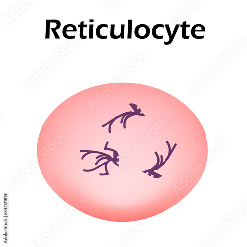 The structure of the erythrocyte. Erythrocyte blood cell. The structure of the red blood cell. Reticulocyte. Infographics. Vector illustration on isolated background.
