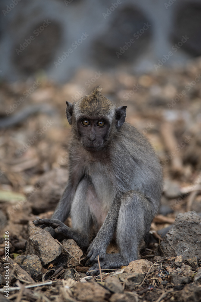 Obraz premium Małpa