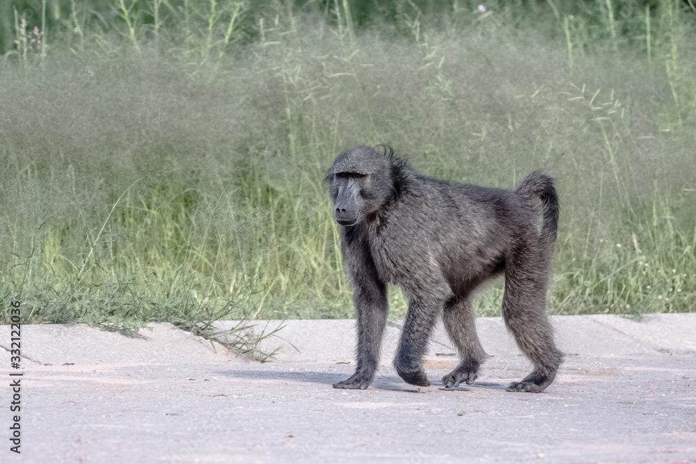 Baboon moving towards the grass Baboon moving towards the grass