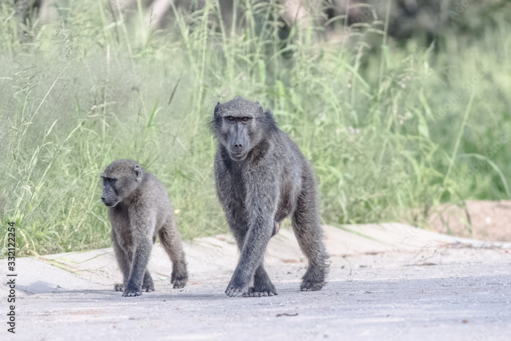 baboon mother with her kids black and white