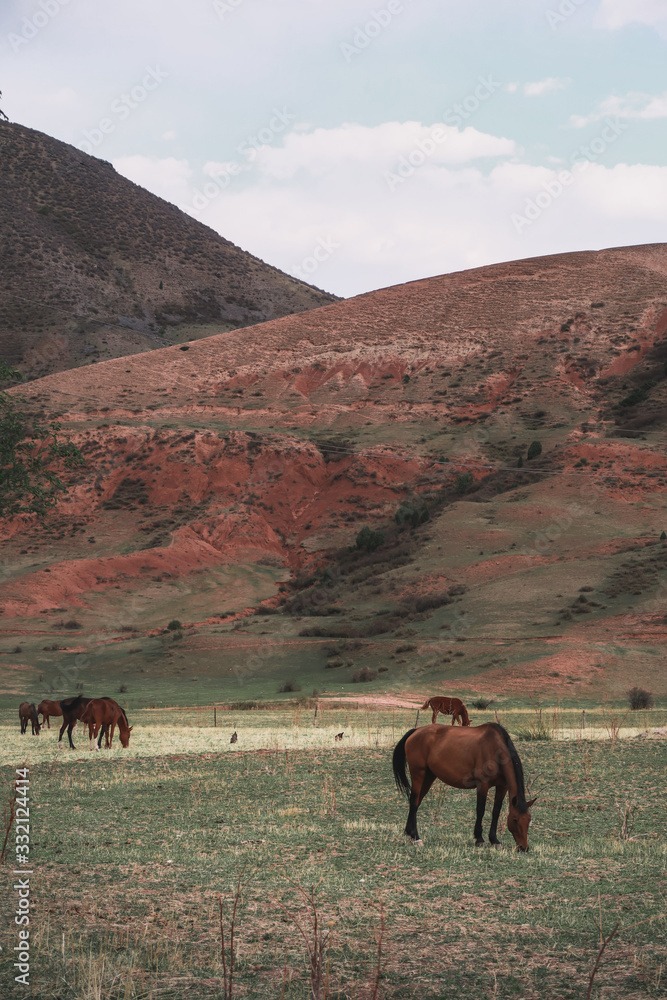 Brown horses grazing in front of a mountain Brown horses grazing in front of a mountain