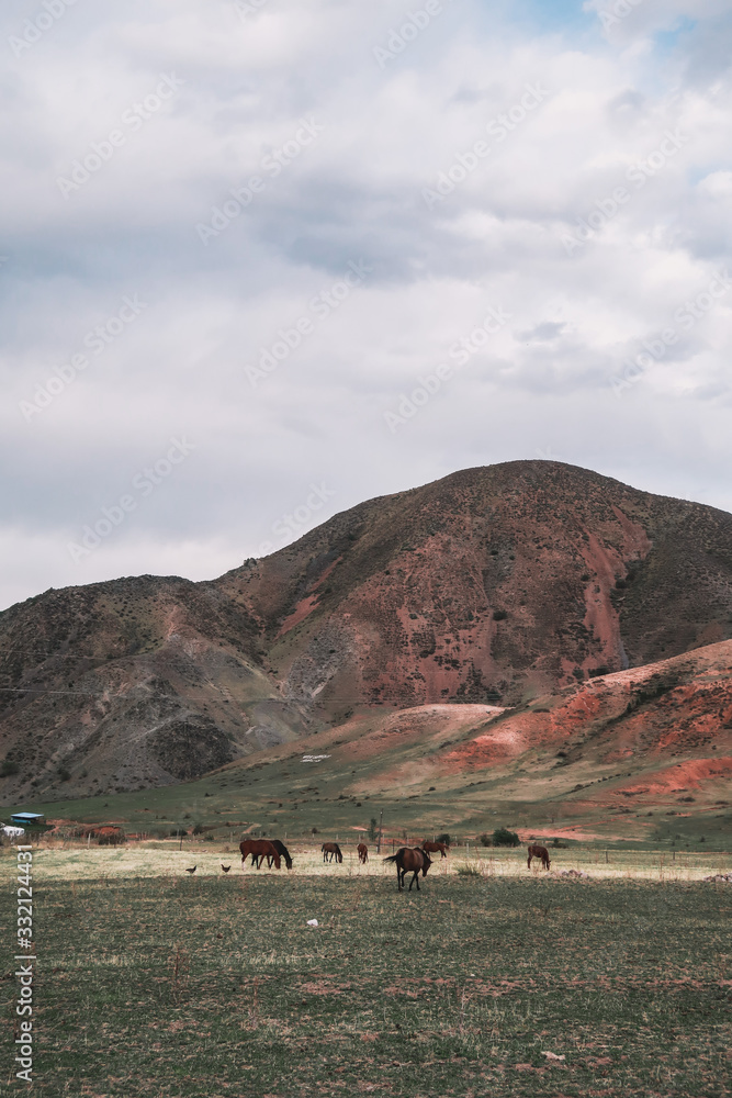 Horses grazing in front of a mountain