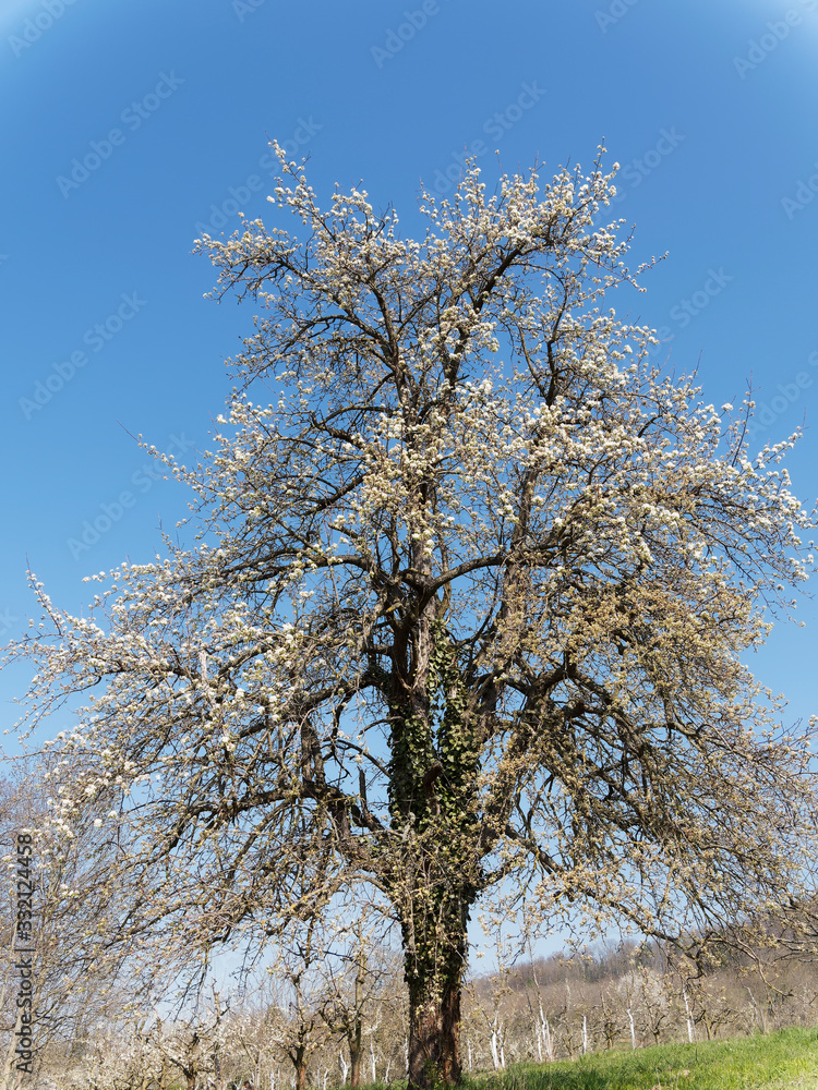 Pyrus communis | Verger des collines du Markgräflerland en Allemagne. Vieux et haut poirier commun aux nombreuses branches garnies de fleurs blanches printanière Pyrus communis | Verger des collines du Markgräflerland en Allemagne. Vieux et haut poirier commun aux nombreuses branches garnies de fleurs blanches printanière