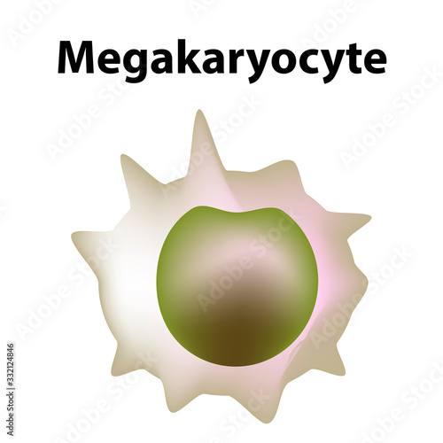The structure of platelets. Platelets are a blood cell. myeloid, stem, cell, megakaryocyte, megakaryoblast. Infographics. Vector illustration on isolated background.