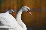 The pair of white swans