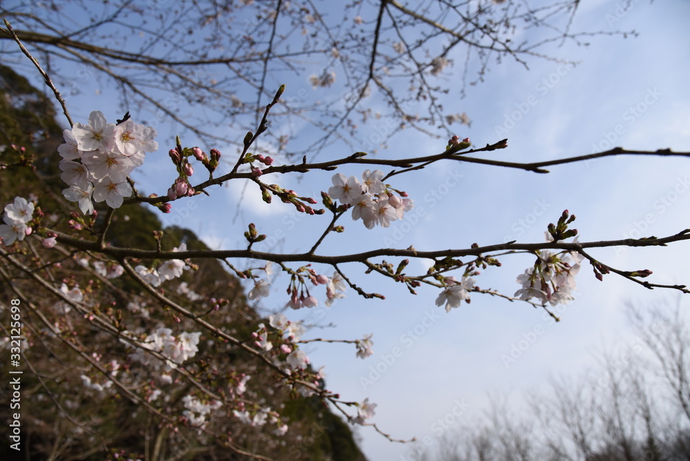 桜 桜