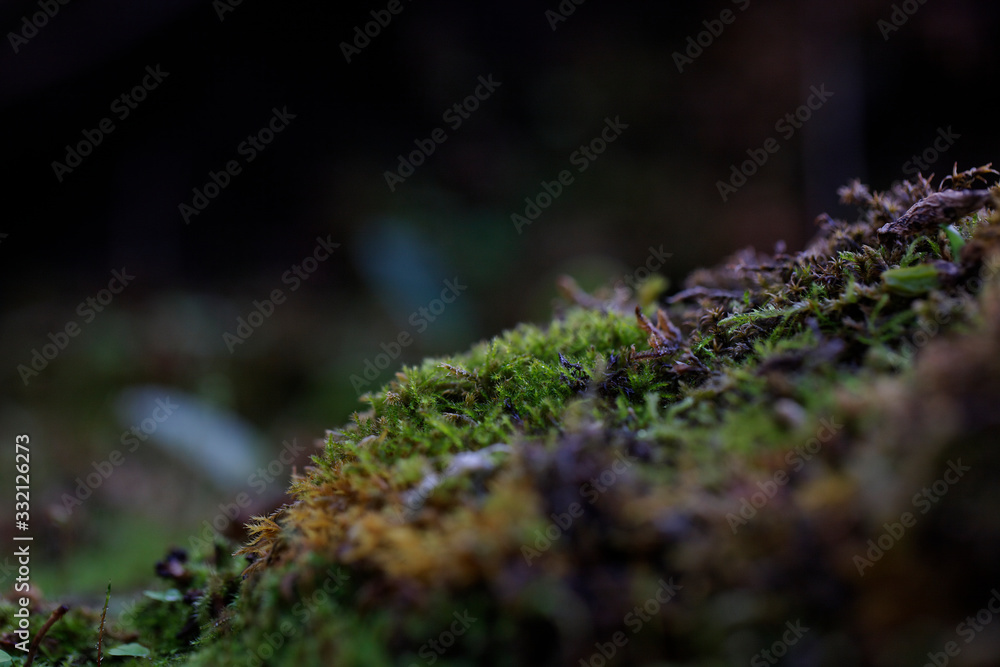 macrophoto macrophoto