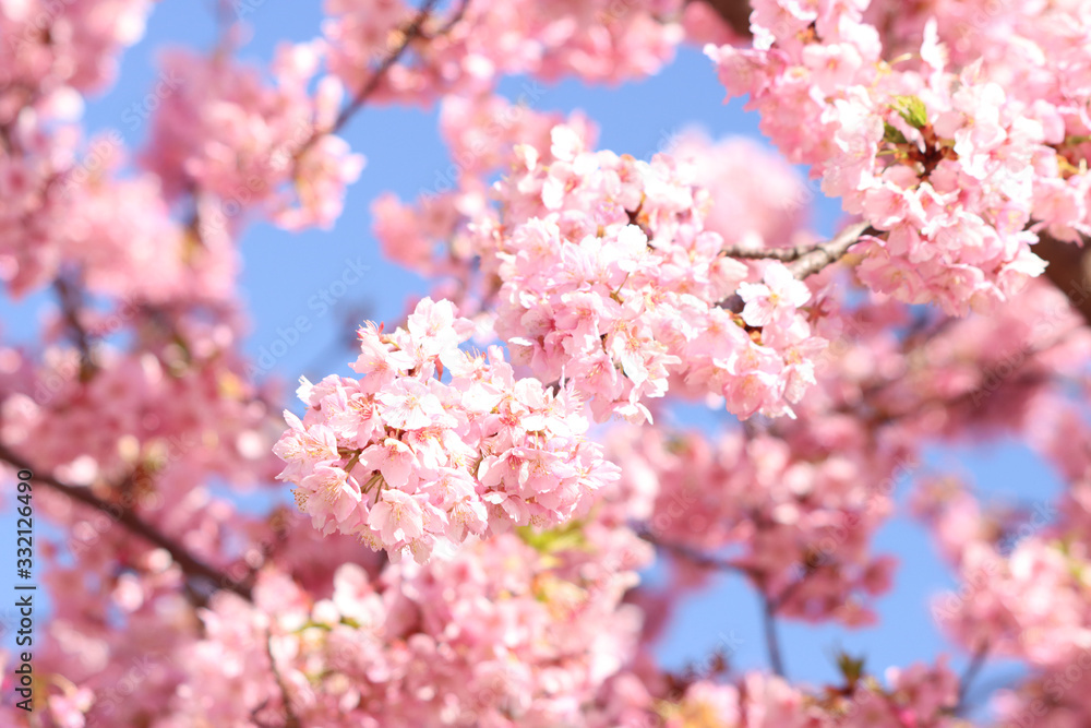 河津桜 宇都宮城址公園 河津桜 宇都宮城址公園