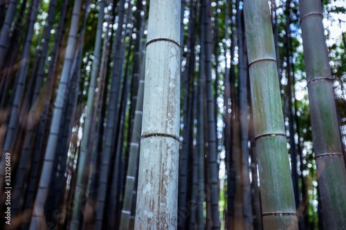 Tranquility in the Bamboo Forest  Japan