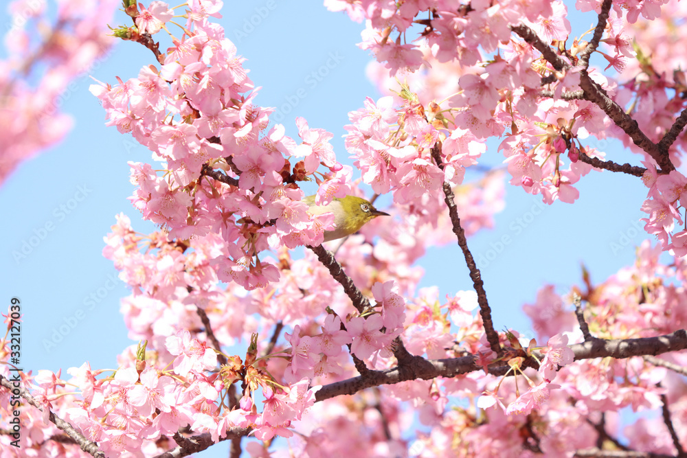 メジロ　宇都宮城址公園