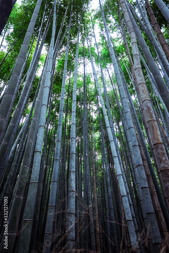 Tranquility in the Bamboo Forest, Japan