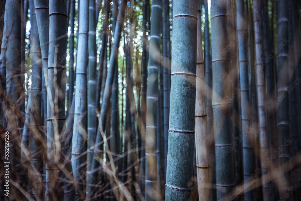 Tranquility in the Bamboo Forest, Japan