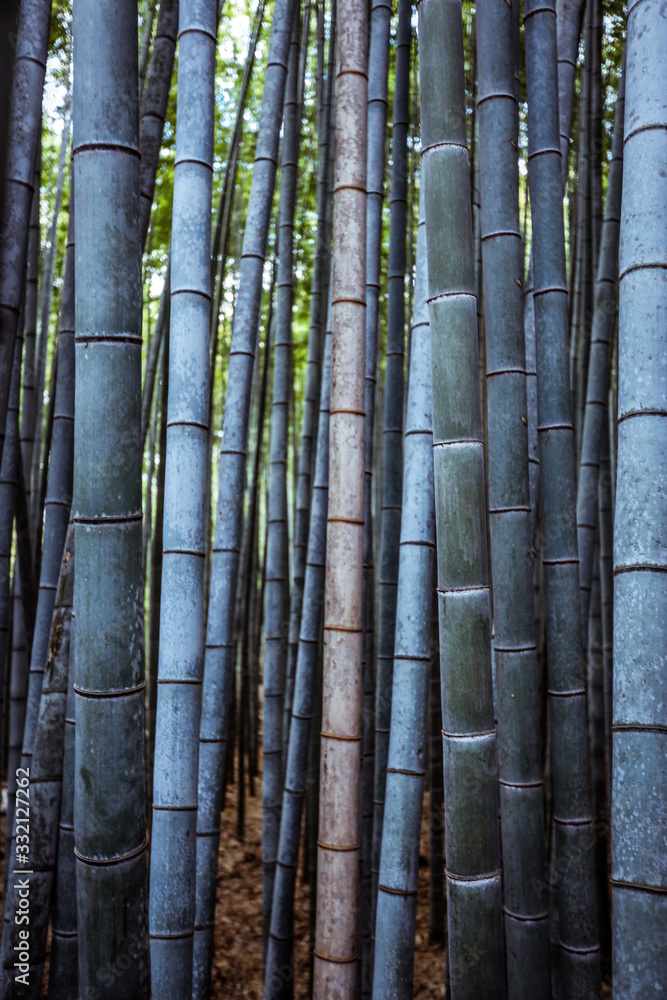Fototapeta premium Tranquility in the Bamboo Forest, Japan