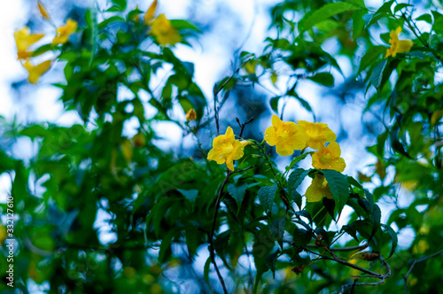 small yellow flower blooms