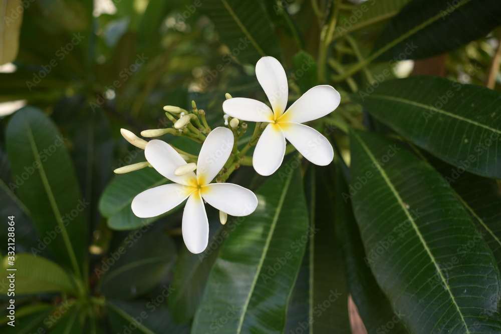 Obraz premium flower