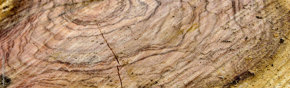 wood texture of tree and bark wood texture of tree and bark