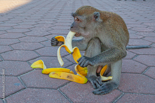 Photography Gray monkey near Batu caves, eating banana, Kuala Lumpur, Malaysia