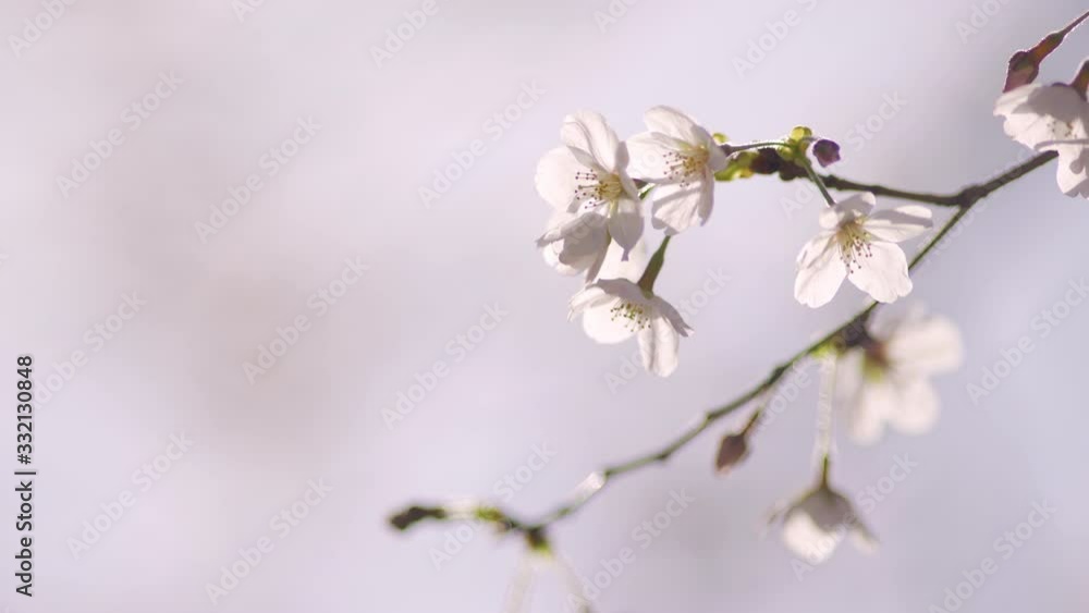 爽やかな光の中で風に揺れる桜の花