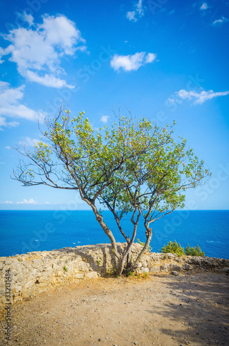 Italy. A lone tree on the path to Mount Orlando not far from Gaeta.