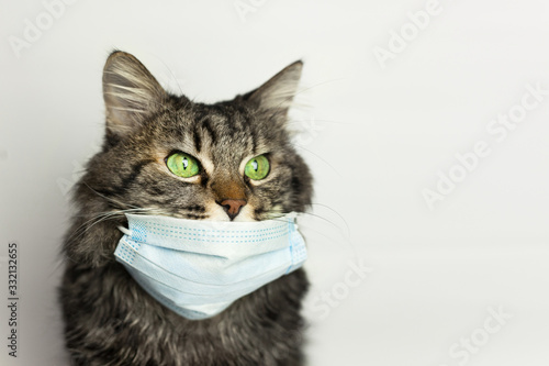 Medical mask for cat virus protected cat at home
