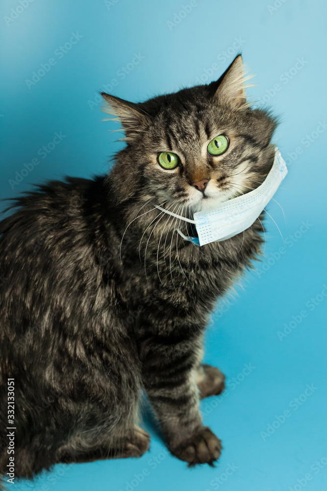Medical mask for cat virus protected cat at home Medical mask for cat virus protected cat at home