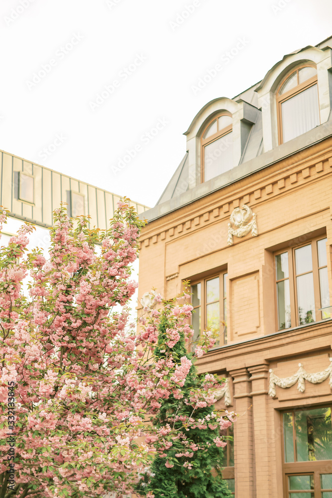 Warm and Sunny Spring in Paris. Blossoming Sakura tree and typical Parisian building. Spring day at cherry blossom season
